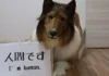 tiene un disfraz de un canino de raza collie que le costó de más de 15.000 de dólares en 2020. Imagen: Captura de pantalla YouTube