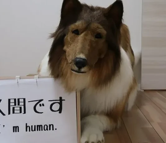 tiene un disfraz de un canino de raza collie que le costó de más de 15.000 de dólares en 2020. Imagen: Captura de pantalla YouTube